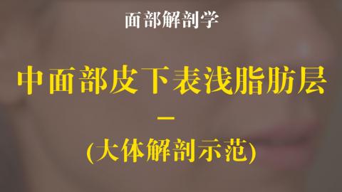 中面部皮下表淺脂肪層大體解剖示範